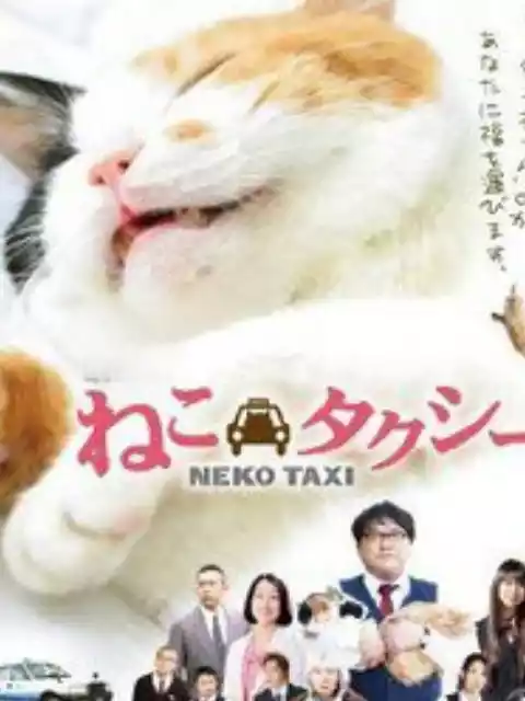 猫咪出租封面图
